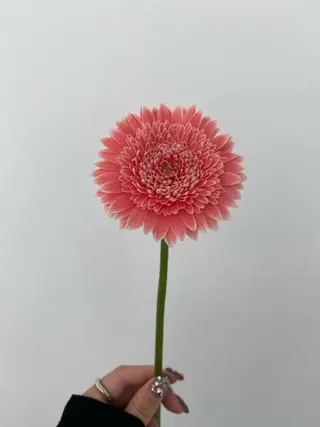 🌻花屋併設🌻濱 幸帆のヘアスタイル