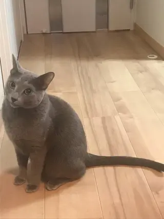 ショート カラー パーマ ヘアアレンジ メンズ キッズ ネイル マツエク・マツパ アイブロウ アニメ,Vオタク× 即効痩せエステサロンのエステ・リラクイメージ