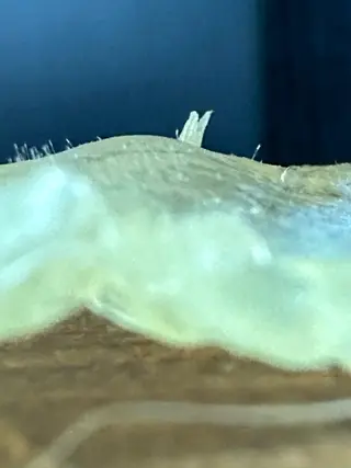 nouvelle  plume所属・ヌーベル プリュムのエステ・リラクイメージ