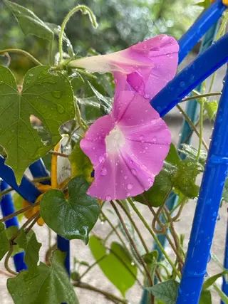 nail salon  ∞ mikanal ∞所属・nailsalon ∞ ﾐｶﾅﾙ ∞のネイルデザイン