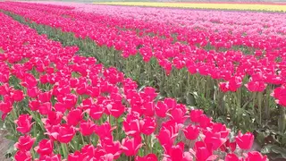 田中 実咲のヘアスタイル