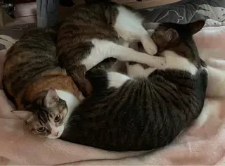 Spiky とうげ ふうかのネイルデザイン