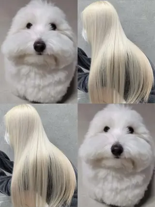 カラー ハイトーン/透明感 艶カラー/SAKI‎のヘアスタイル