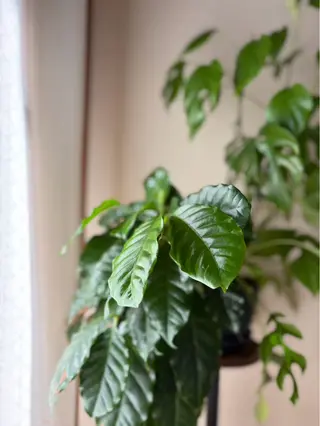 フェイシャルサロンEST（エスト）所属・髙山 沙弥香のエステ・リラクイメージ