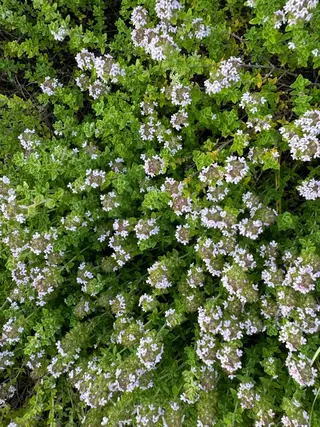 Eleanor 自由が丘ANNEX所属・個室サロン🌼万希 ヘアケア/ヘッドスパのヘアスタイル