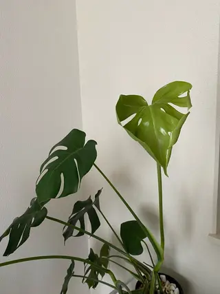 Luxe🌺 ITOのマツエク・マツパデザイン