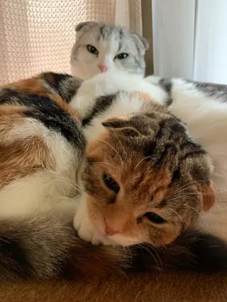 ネイル NailSpace 猫のいるネイルサロンのネイルデザイン