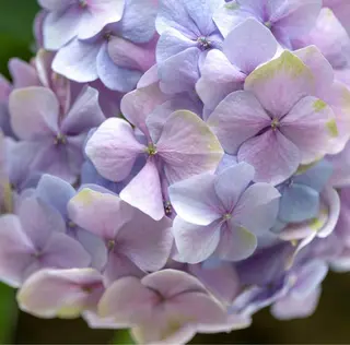 カラー B.Chance カラーリスト　ペーのヘアスタイル