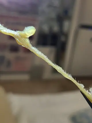 Premier 所属・寺西 さくらのエステ・リラクイメージ