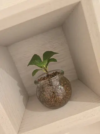 リラクゼーションサロン　Hapi所属・リラクゼーションサロ ンHapiのエステ・リラクイメージ