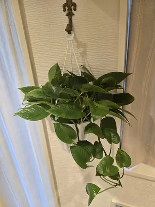 リラクゼーションサロン　Hapi所属・リラクゼーションサロ ンHapiのエステ・リラクイメージ