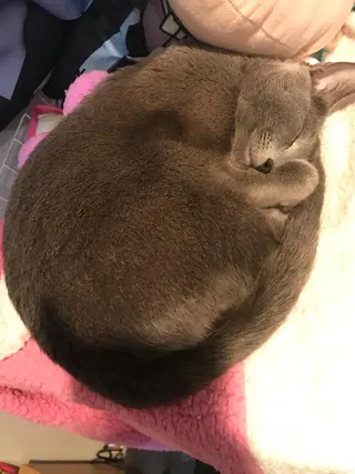 ショート カラー パーマ ヘアアレンジ メンズ キッズ ネイル マツエク・マツパ アイブロウ アニメ,Vオタク× 即効痩せエステサロンのエステ・リラクイメージ