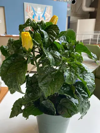 Mandarin Orange所属・毛穴から始める肌メン テマンダリンオレンジのエステ・リラクイメージ