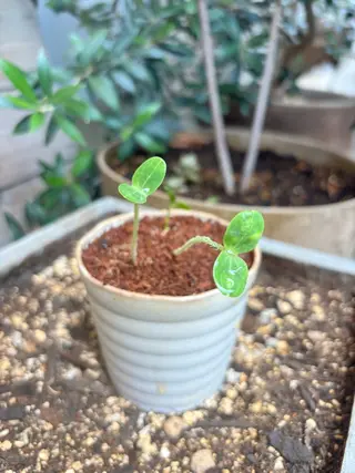 ihori所属・中村 芽衣那のヘアスタイル