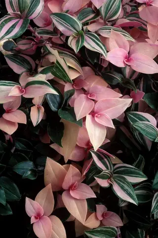 nail atelier  new moon所属・デザイン可愛いサロン new moonのネイルデザイン