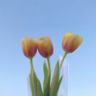 マツエク・マツパ ance 仙台のマツエク・マツパデザイン