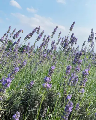 アロマテラピールーム　迷森所属・アロマ 迷森のエステ・リラクイメージ