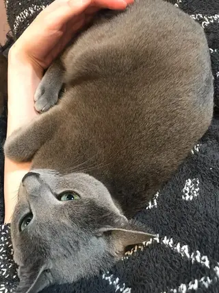 ショート カラー パーマ ヘアアレンジ メンズ キッズ ネイル マツエク・マツパ アイブロウ アニメ,Vオタク× 即効痩せエステサロンのエステ・リラクイメージ