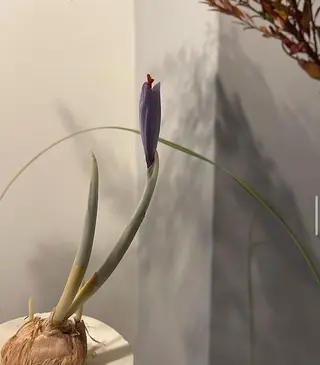 ネイル oak nail所属・óæk nailのネイルデザイン