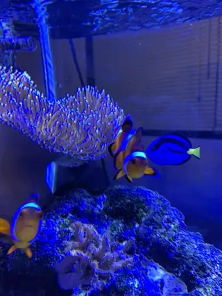 SESUNNY セサニー　SEIRAのマツエク・マツパデザイン