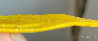 JILL sa-yaのネイルデザイン