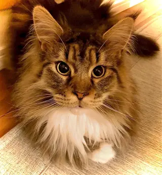 SBHメディカル美容サロン所属・🐱美容鍼・整体 SBHメディカル👍のエステ・リラクイメージ