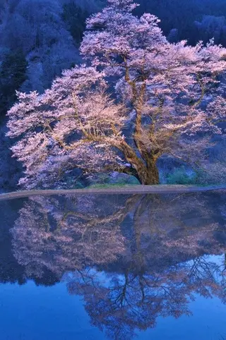 ネイル asuka 🐰のネイルデザイン