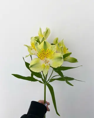 🌻花屋併設🌻濱 幸帆のヘアスタイル