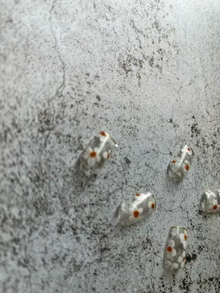 ネイル Kimura Yukoのネイルデザイン