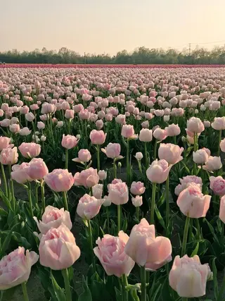 マツエク・マツパ mee三軒茶屋 店長 Miki 🌼のマツエク・マツパデザイン