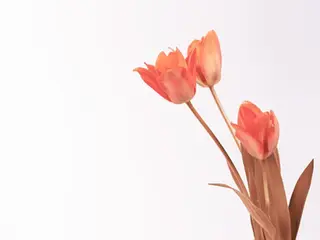 マツエク・マツパ 村田 茜のマツエク・マツパデザイン