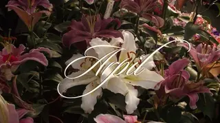 ネイル 栗田 ゆう子のネイルデザイン