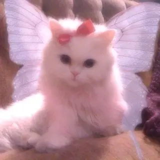 マツエク・マツパ eyelist. mizuki🐈‍⬛の眉毛・アイブロウイメージ