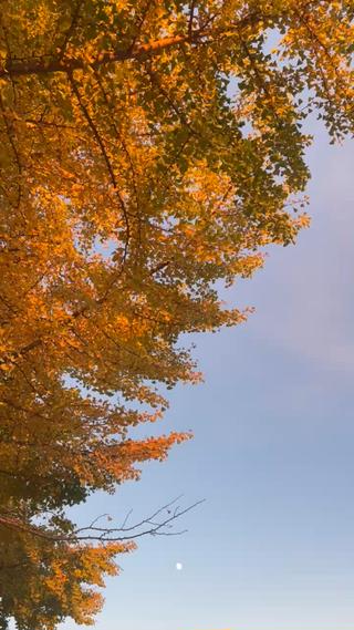 秋。冬が来る前に眉毛を整えてみるのもおすすめです