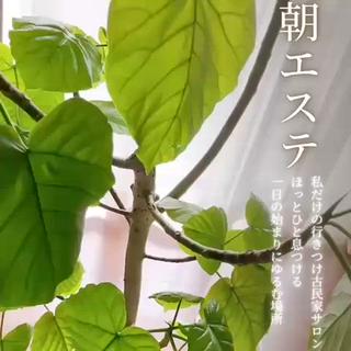 朝活リンパ艶肌小顔 温活痩身ダイエットのエステ・リラクイメージ