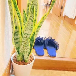 Sono 苑田 彩のマツエク・マツパデザイン