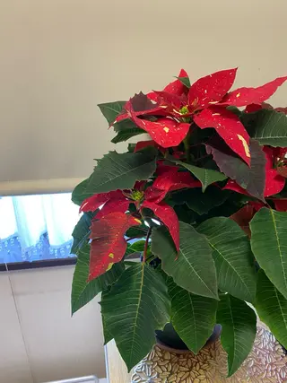 ネイルサロン& スクールGONAのネイルデザイン