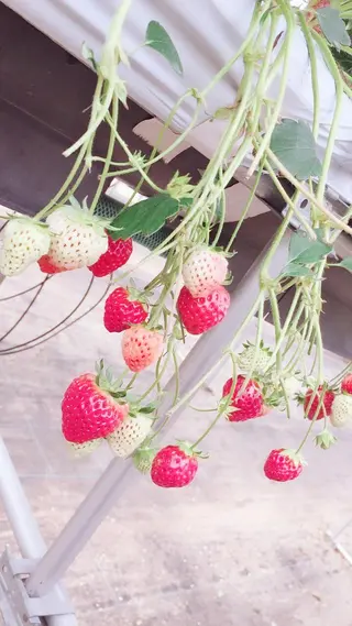 田中 実咲のヘアスタイル