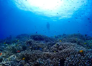 マツエク・マツパ SESUNNY セサ二ー SAYAのマツエク・マツパデザイン