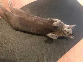 ショート カラー キッズ ネイル マツエク・マツパ アニメ,Vオタク× 即効痩せエステサロンのエステ・リラクイメージ