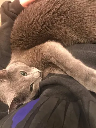 ショート カラー パーマ ヘアアレンジ メンズ キッズ ネイル マツエク・マツパ アイブロウ アニメ,Vオタク× 即効痩せエステサロンのエステ・リラクイメージ