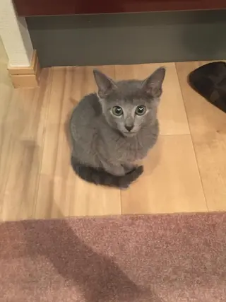 ミディアム カラー パーマ ヘアアレンジ メンズ キッズ ネイル マツエク・マツパ アニメ,Vオタク× 即効痩せエステサロンのエステ・リラクイメージ