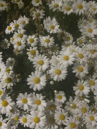 ミディアム カラー 暖色カラー/ おおいえひびきのヘアスタイル