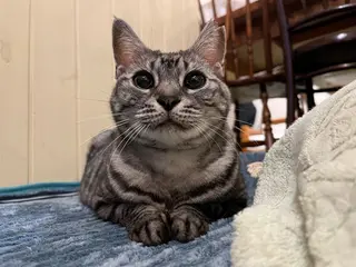 ネイル MOFU NAIL所属・MOFU NAIL 🐈‍⬛のネイルデザイン