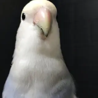 CHERIMO【lalaLaLa】所属・CHERIMO シェリモのネイルデザイン