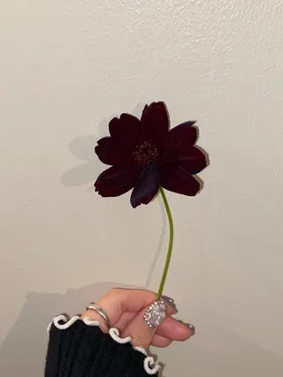 🌻花屋併設🌻濱 幸帆のヘアスタイル