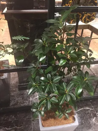 【西八王子】Siq  ●FM●オーナーのヘアスタイル