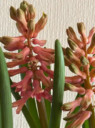 エステサロンcocone所属・エステサロン coconeのエステ・リラクイメージ