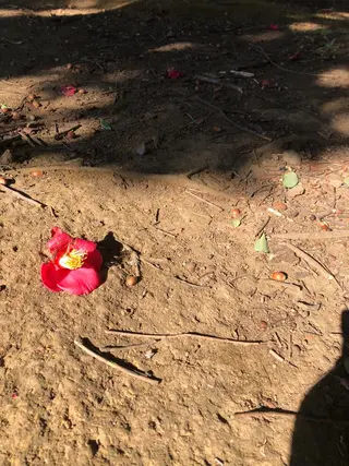 basico  のエステ・リラクイメージ