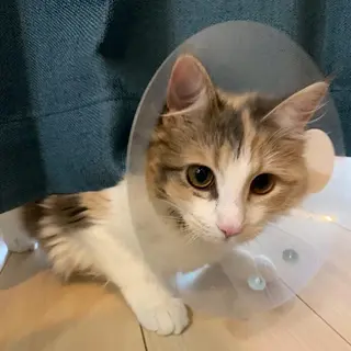 ネイル kana gotoのネイルデザイン